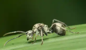 Polyrhachis wolfi