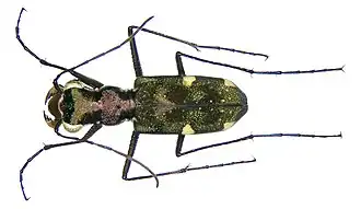 Polyrhanis ancorifera
