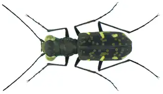 Polyrhanis boisduvali