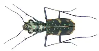 Polyrhanis funerata