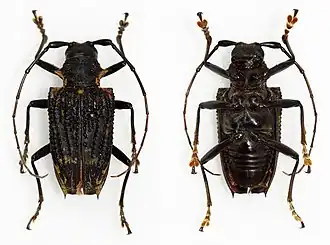 Polyrhaphis fabricii