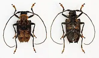 Polyrhaphis jansoni