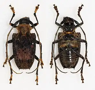 Polyrhaphis papulosa