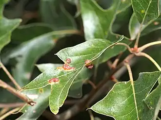 Polystepha symmetrica