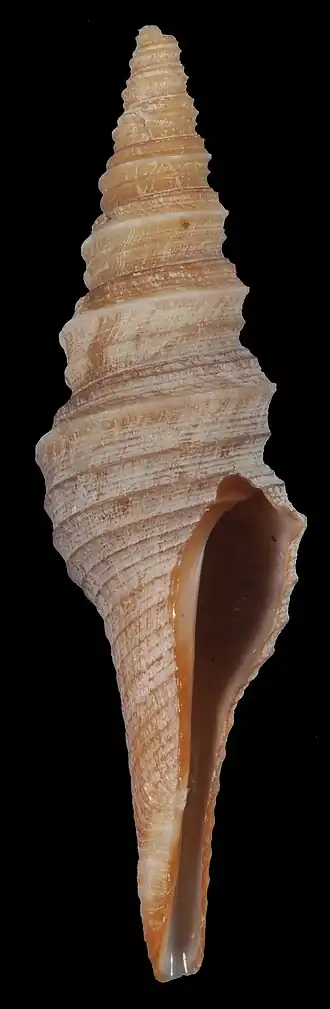 Polystira coltrorum