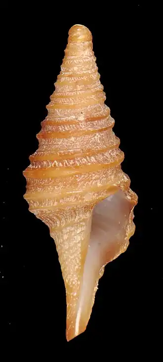 Polystira gruneri