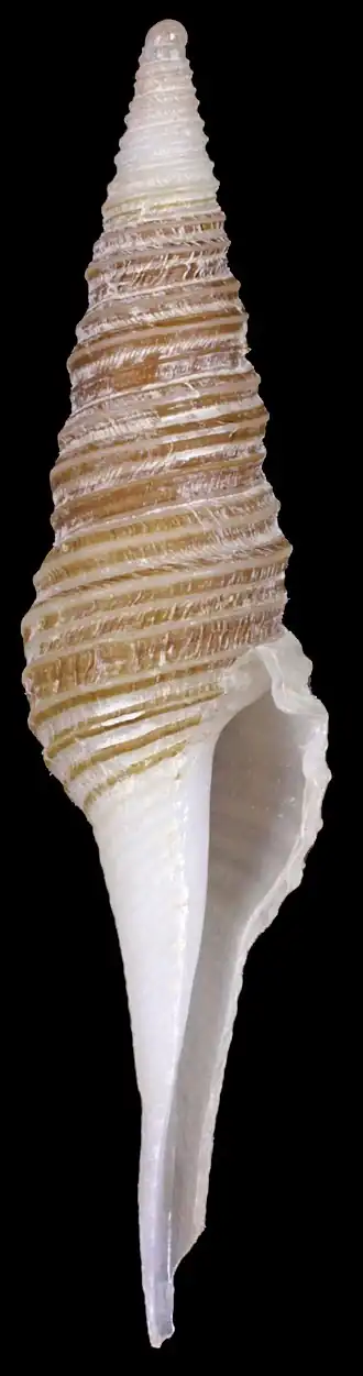 Polystira starretti