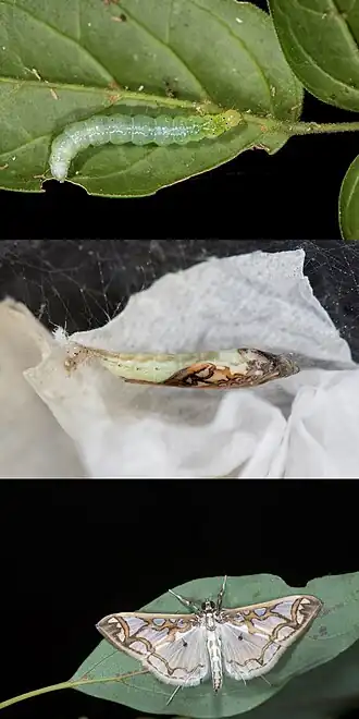 Polythlipta cerealis