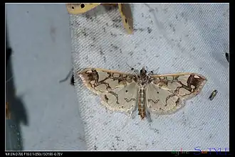 Polythlipta divaricata