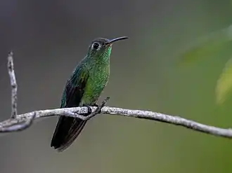 Groenstaartgoudkeelkolibrie