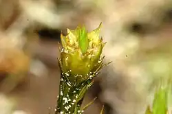 Mannelijke plant, detail perigonium