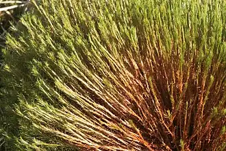 Polytrichum commune (gewoon haarmos), dichotoom of vrijwel niet vertakt