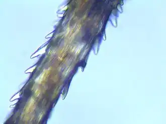 Ruig haarmos, detail glashaar