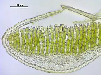 Polytrichum strictum dwarsdoorsnede van het blad met lamellen op de bladnerf