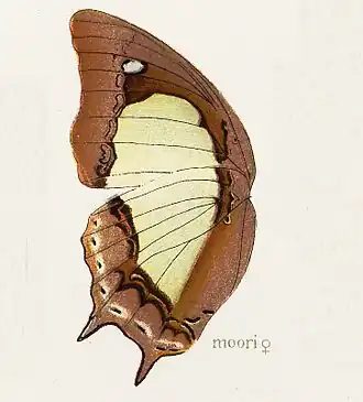 Polyura moori