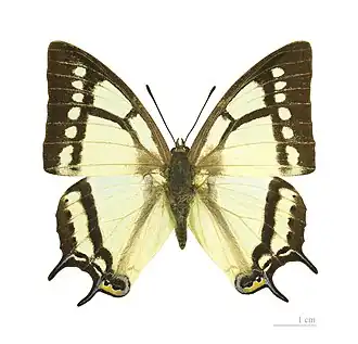 Polyura narcaeus