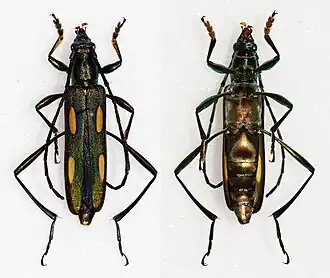 Polyzonus luteonotatus