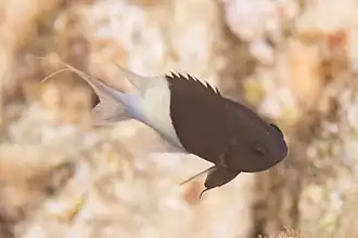 Chromis dimidiata