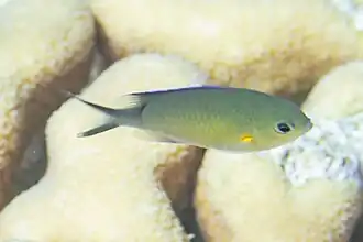Chromis flavaxilla