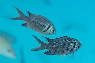 Chromis opercularis