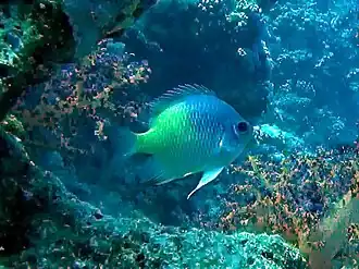 Amblyglyphidodon flavilatus