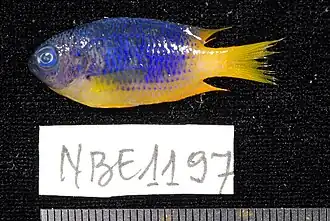 Pomacentrus caeruleus