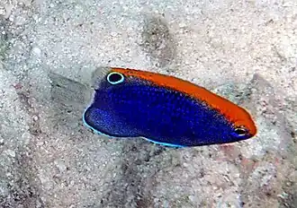 Pomacentrus chrysurus