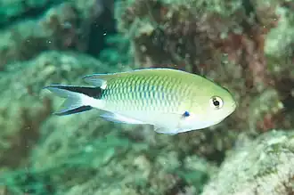 Pomachromis richardsoni