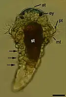 Helderveldmicroscoop afbeelding van de metatrochophora van de ringworm Pomatoceros lamarckii (familie Serpulidae). Schaalbalk: 50 μm; dorsaal aanzicht. at, apicale kuif. in, darm. m, mond. mt, metatroch. pt, prototroch. st, maag. ey, oogvlek. Segmenten aangegeven met pijlen.[1]