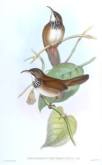 Gevlekte kruiplijster