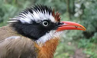 Bruinkapkruiplijster