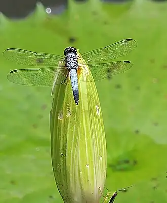 Aethriamanta gracilis