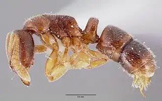 Ponera pennsylvanica