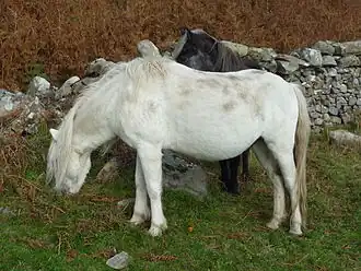 Eriskay pony's on Holy Isle