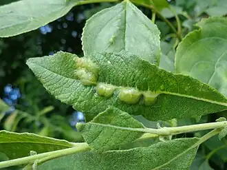 Grauwe wilgblaasbladwesp