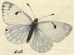 Tekening van het resedawitje door Jacob Hübner, 1800