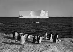 Penguins and a berg at Cape Royds