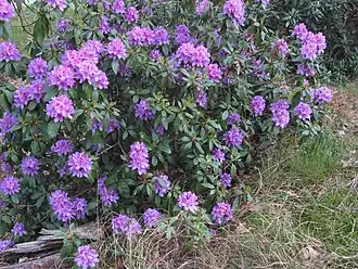 Pontische rododendron