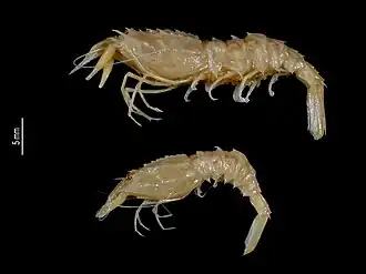 Pontocaris profundior