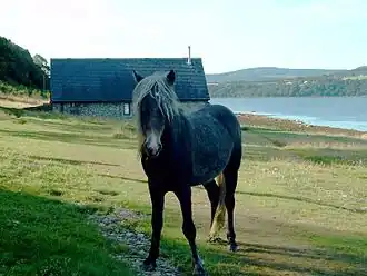 Eriskay pony