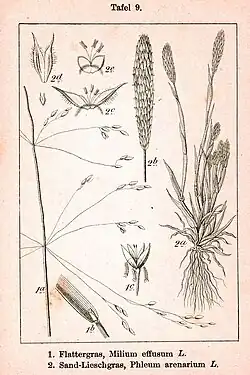 Duitse flora. 2=zanddoddegras