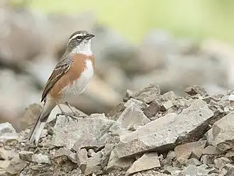 Boliviaanse boomgors