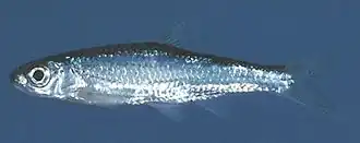 Notropis ariommus