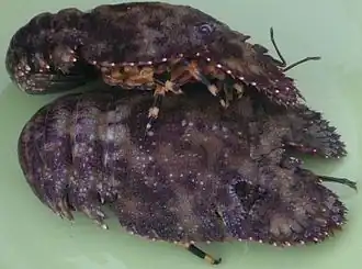 Parribacus caledonicus