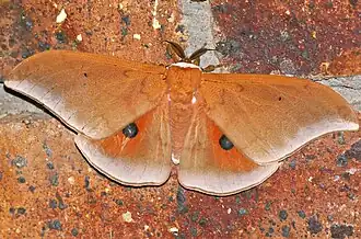 Pseudobunaea irius