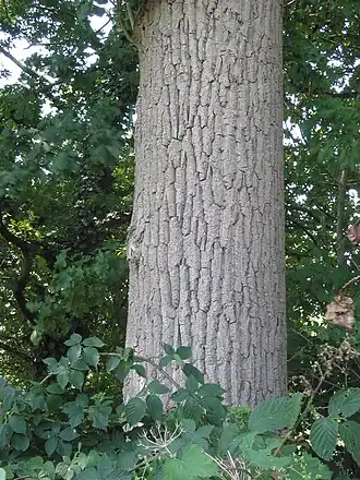 Stam van Canadese populier