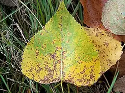 Telia van Melampsora larici-populina op blad van de Canadese populier