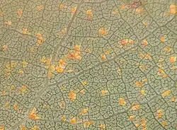 Uredosori closeup