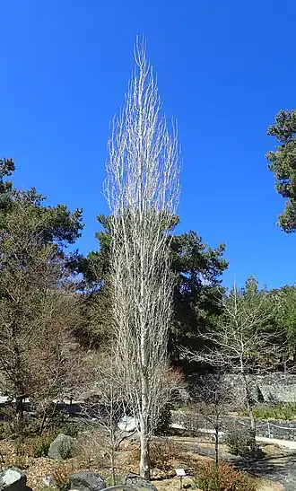 Populus afghanica