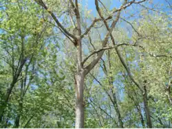 Populus deltoides subsp. deltoides